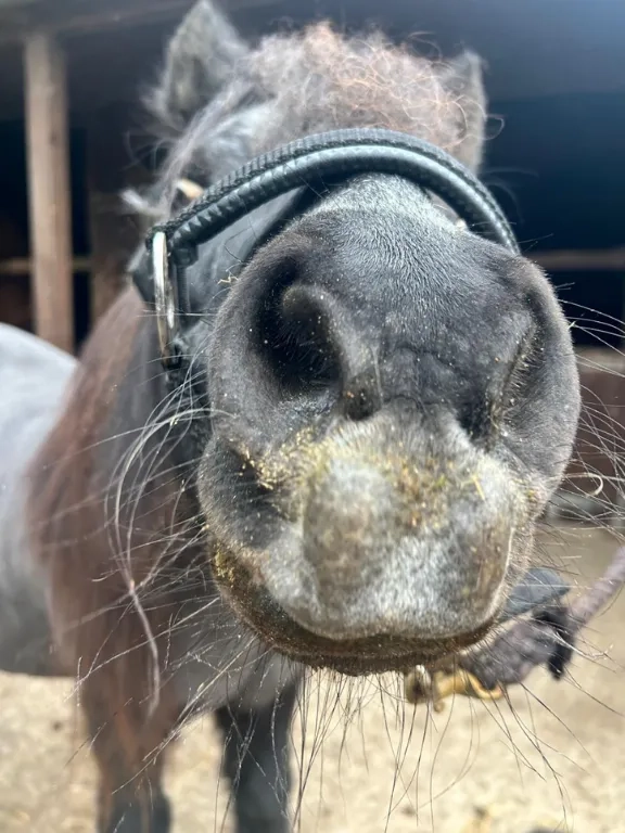 Two photos of Shetland pony Sam.