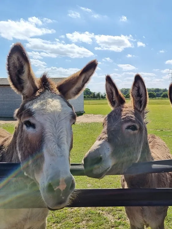 Basil, Dave Amos and Sammy the donkeys