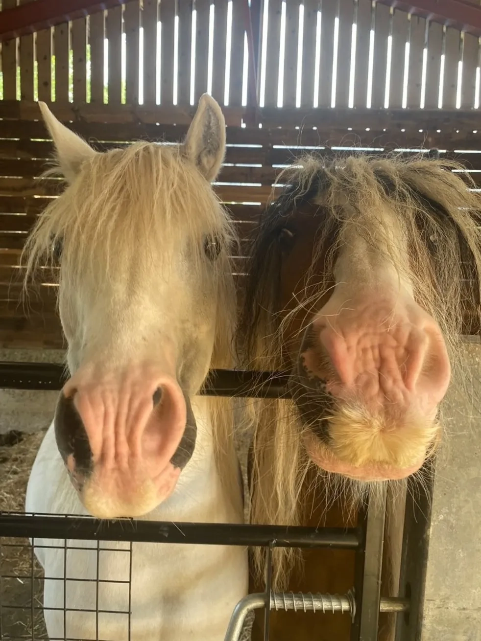 Two Redwings, bonded ponies
