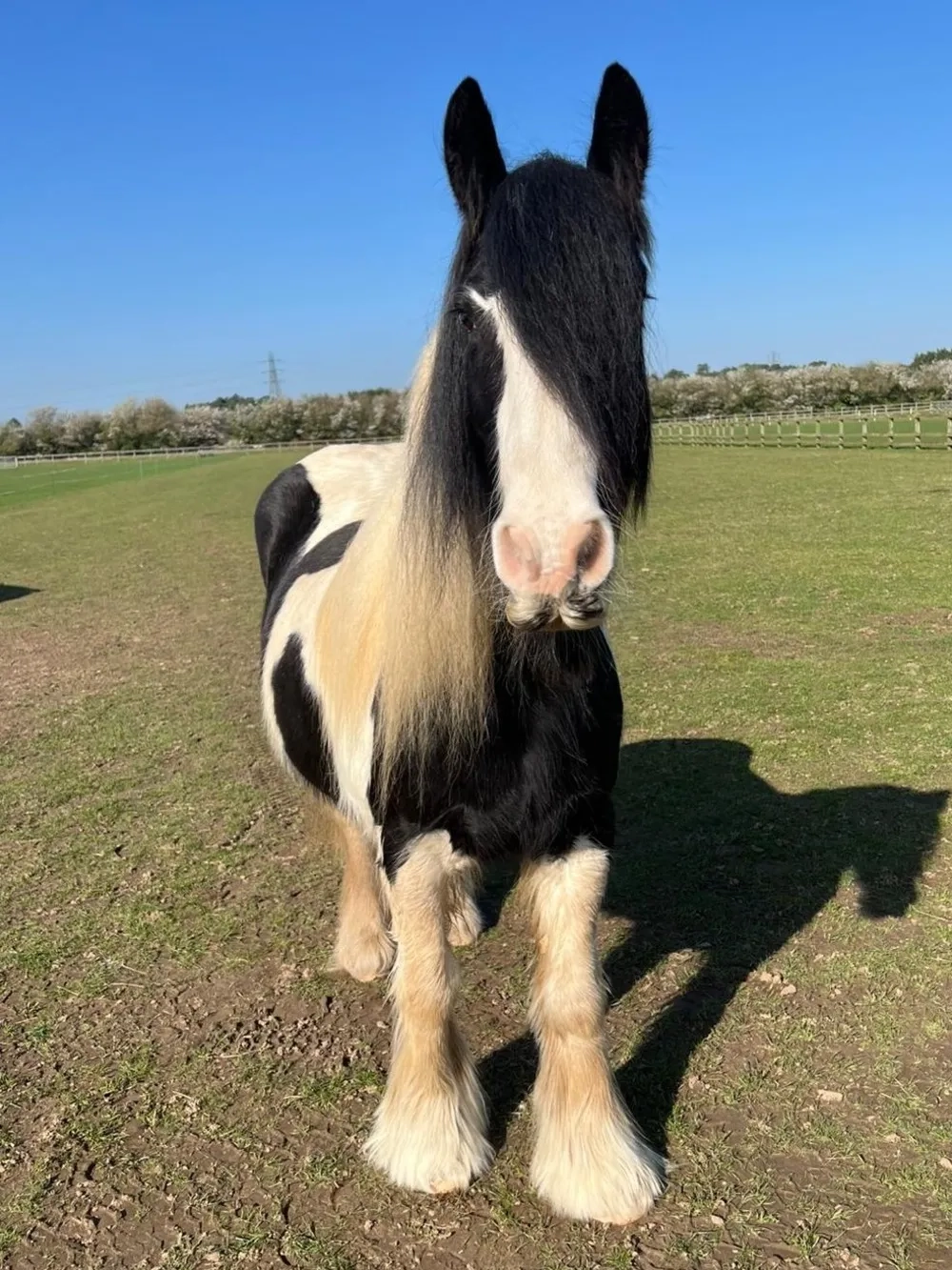 Piebald Cob, long mane