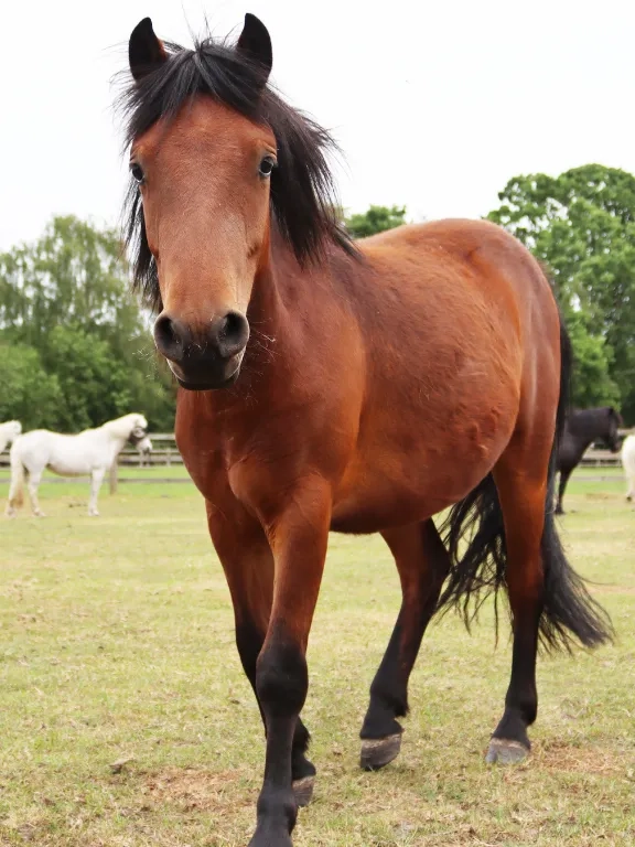 A photo of Dora the pony stood in her field.