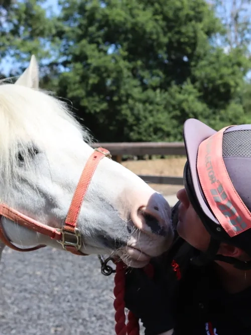 Grey pony kissing his handler