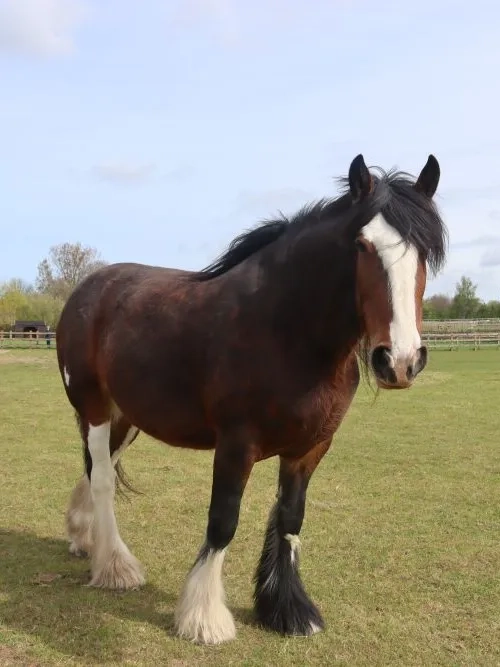 A photo of Lady stood in her field at Redwings Aylsham