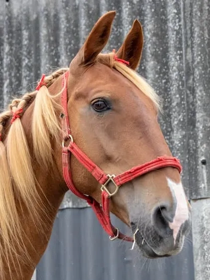 Photo of Zippy the horse's head, his mane has been decorated with ribbon. 