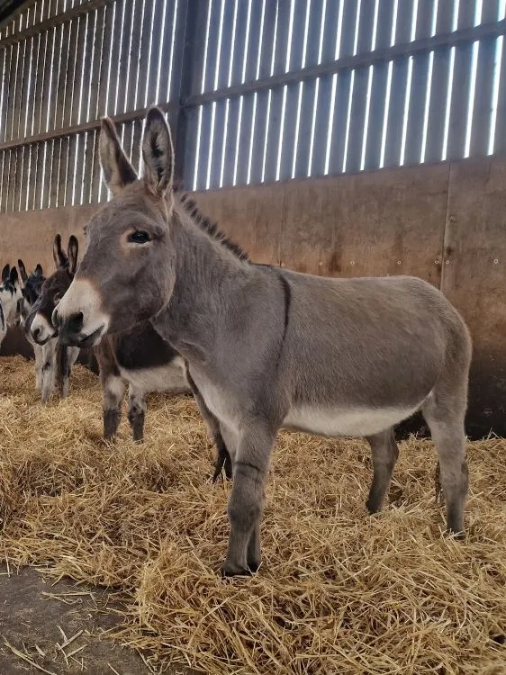 Esther and Dave - two donkeys standing in the straw in the donkey barn