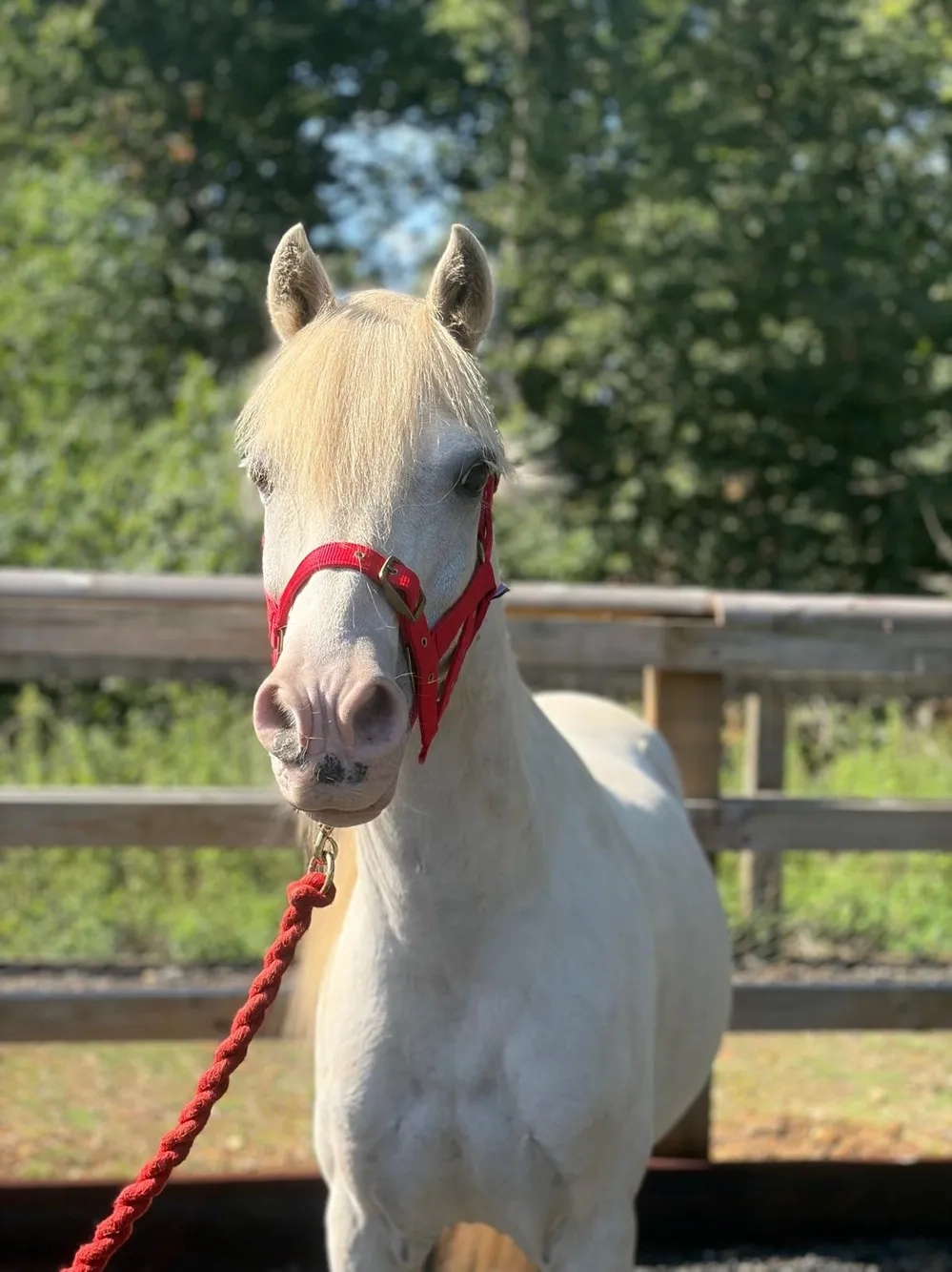 Grey pony
