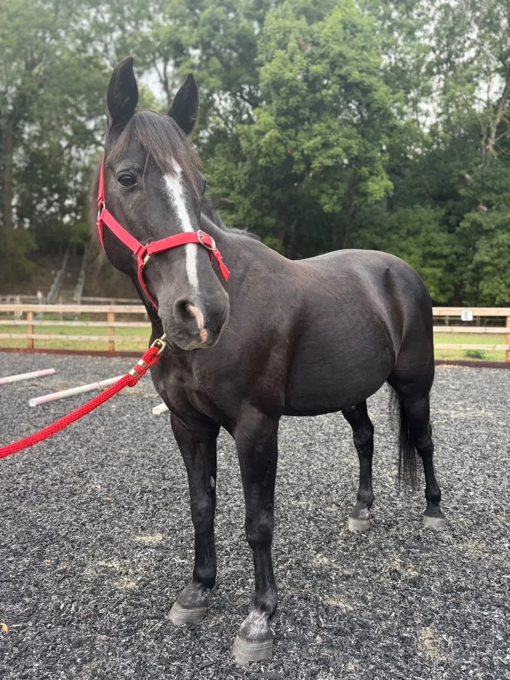Dark Bay Gelding