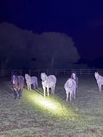 Horses stood in a field in the dark with a torch shining at them