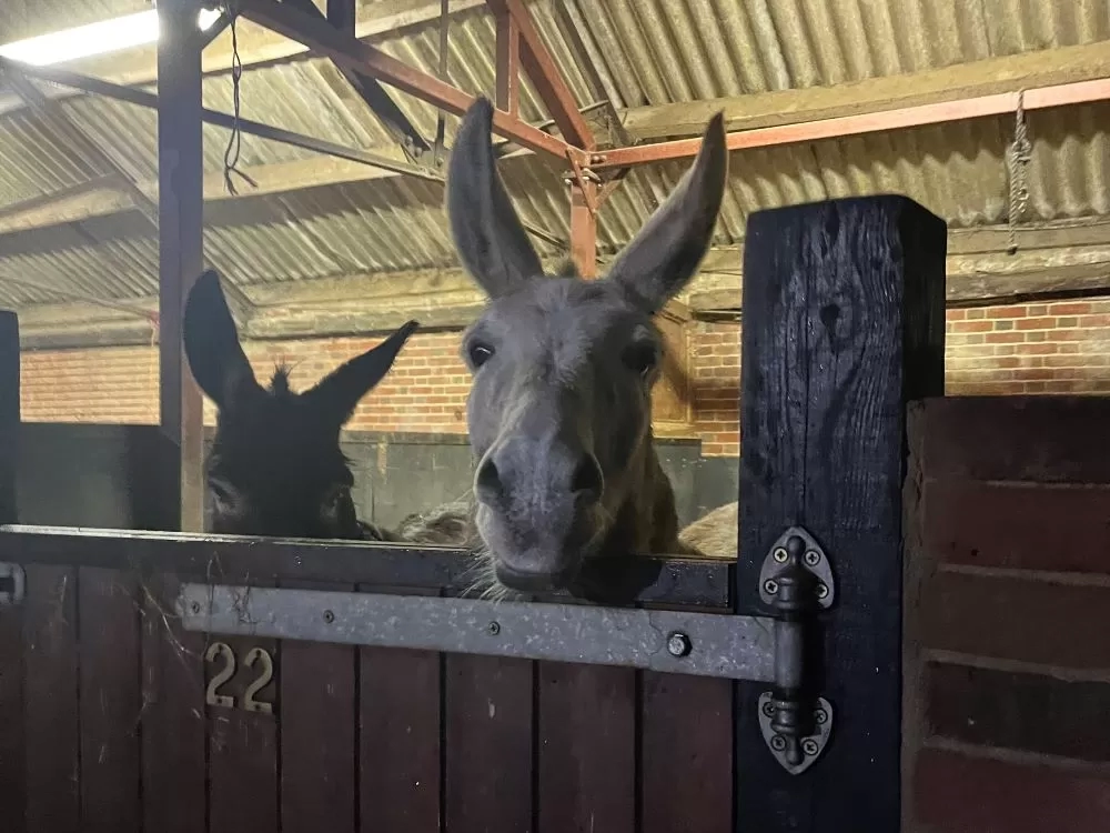 Donkeys Ruby and Rodney in their stable at night