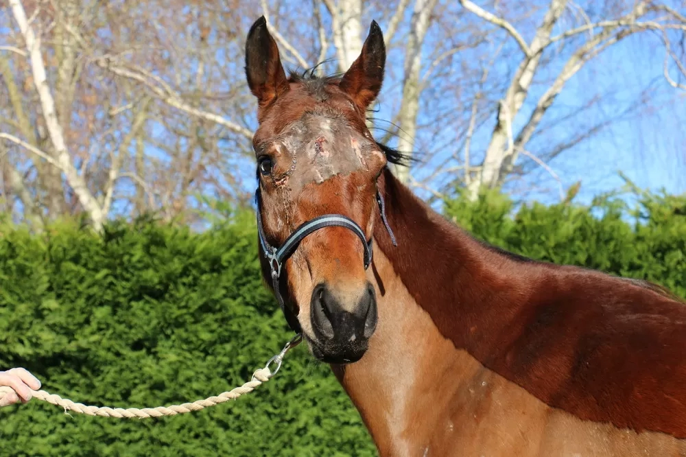 Headshot of bay mare showing head injury