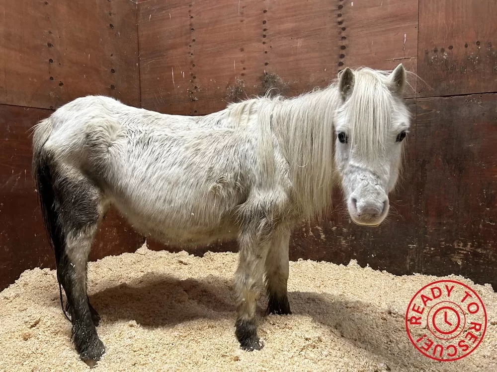 A very skinny grey mare looking at the camera