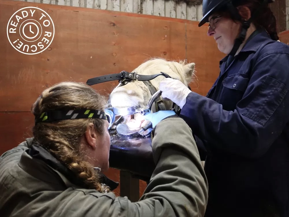 A Redwings vet gives Elsa a dental exam