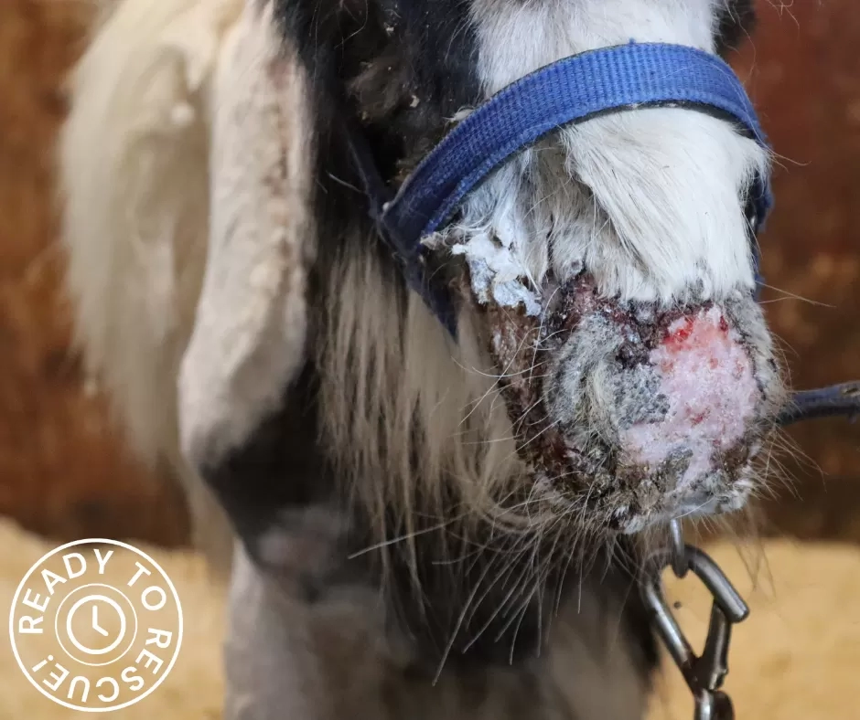 A photo of Billy, a black and white foal with severe soars over his nose.