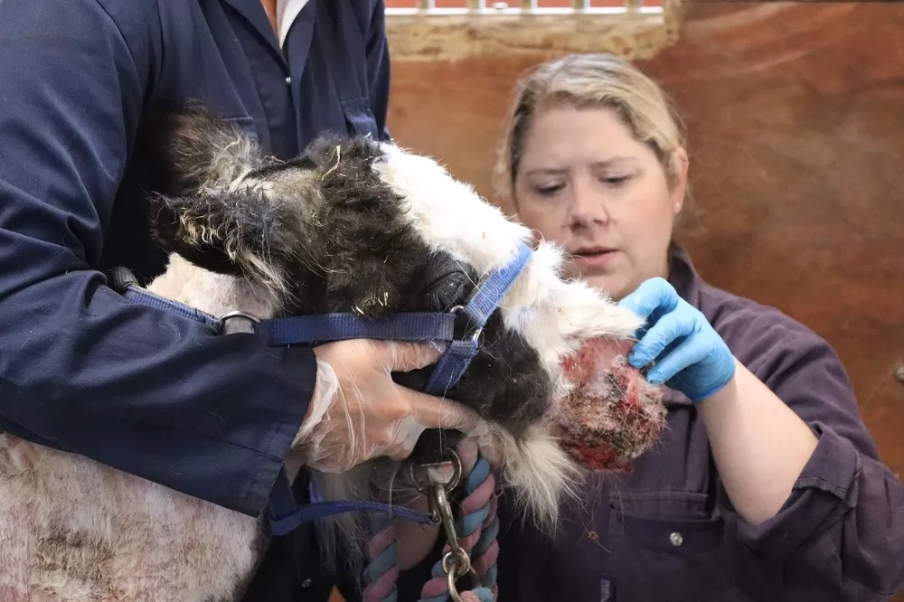 Photo of foal Billy receiving treatment for his sores