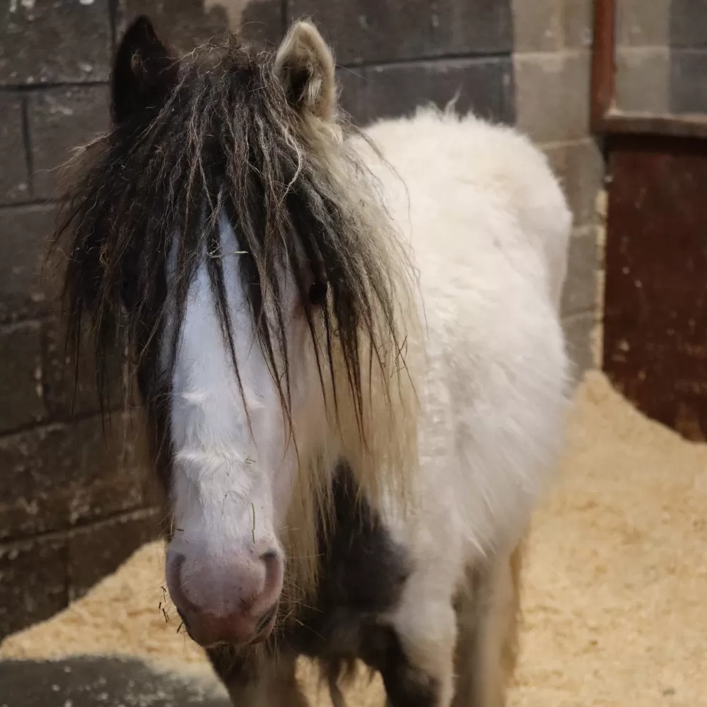 Photo of foal Patch on arrival at Redwings