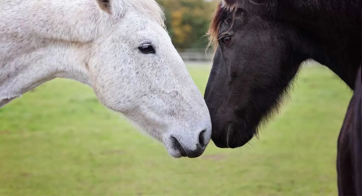Horses nuzzling noses