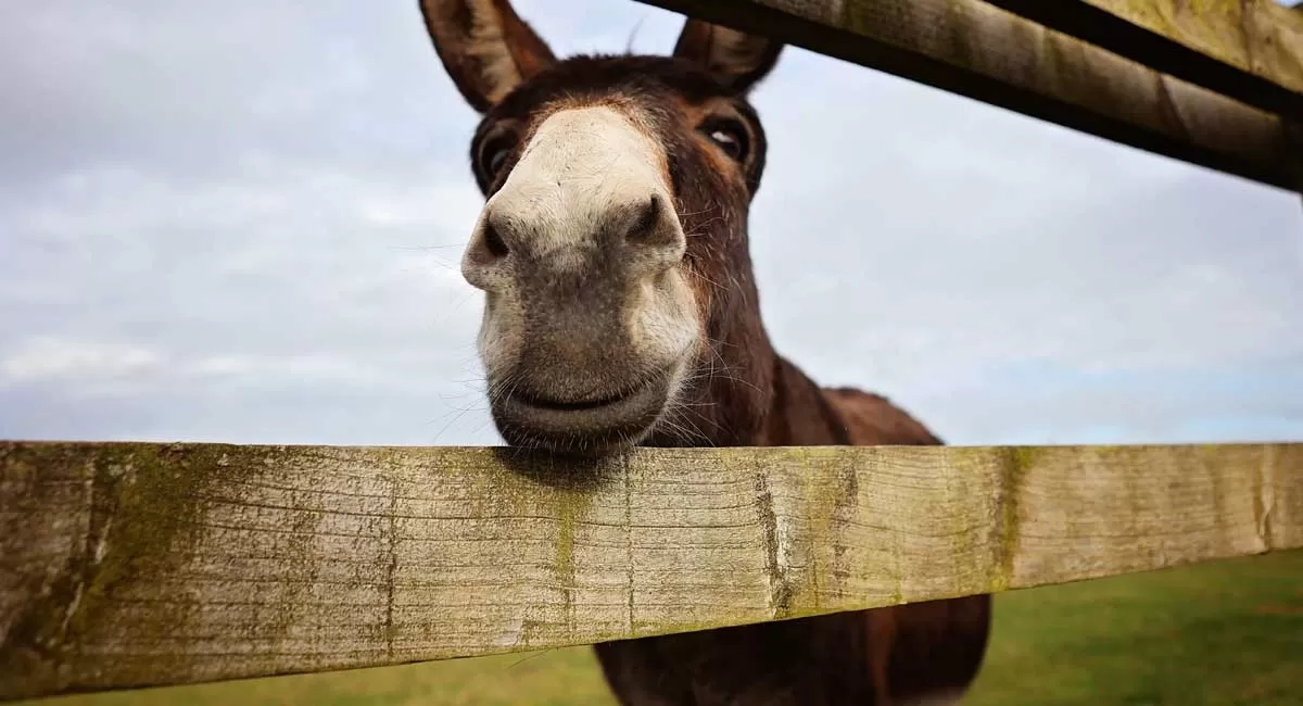 Donkey peaking through paddock fencing