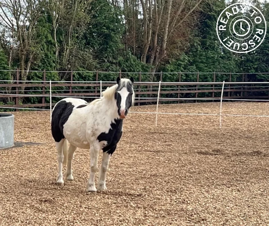 Tom the horse stood on woodchip when he arrived at Redwings