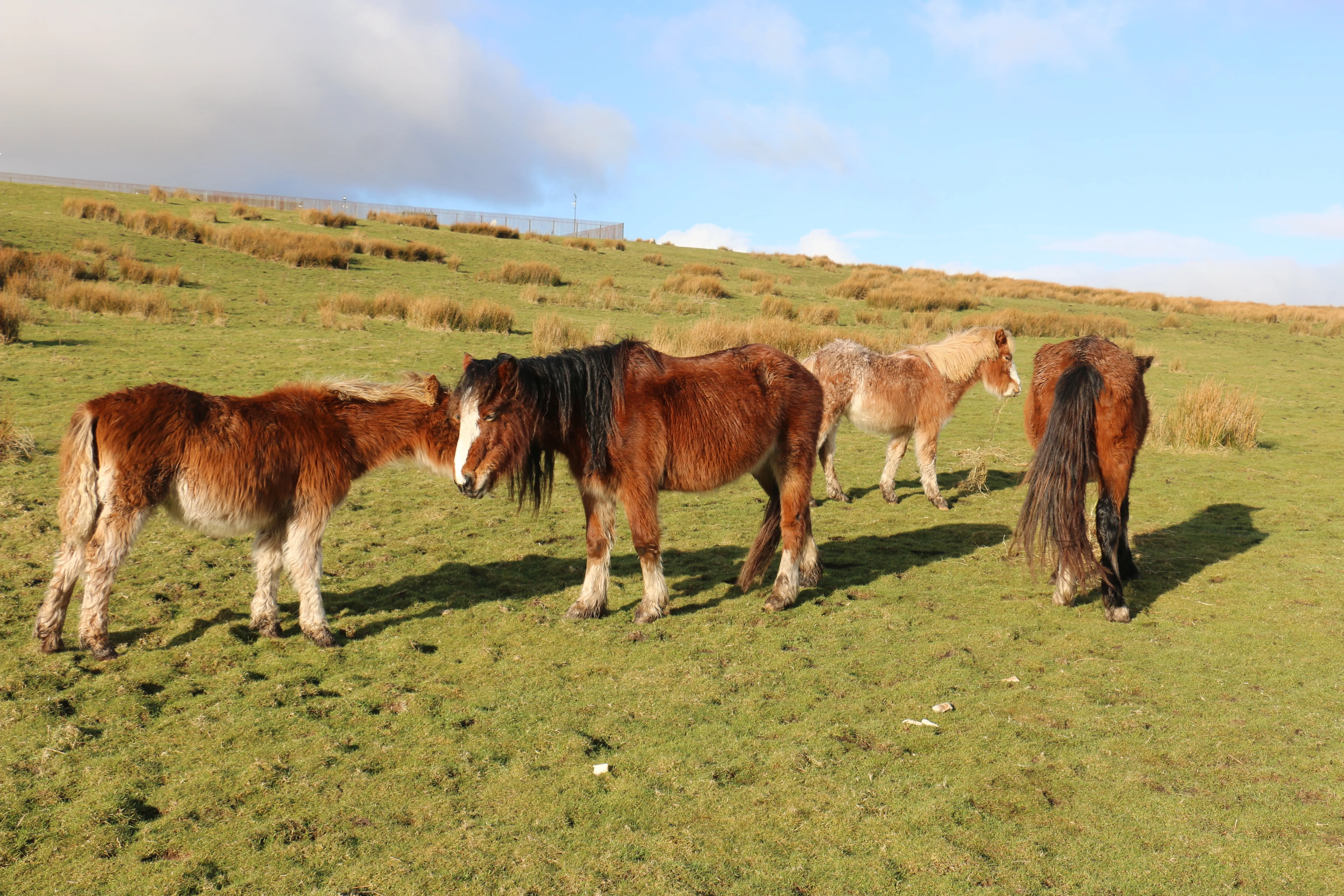 Photo of four ponies out on the commons, they are skinny.