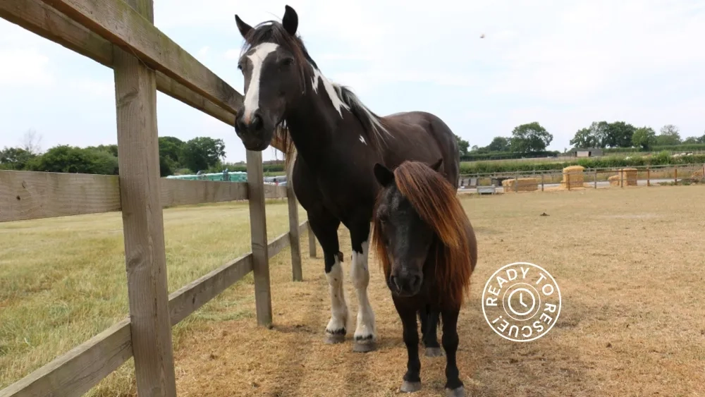 Pansie and her little friend Rory at Redwings