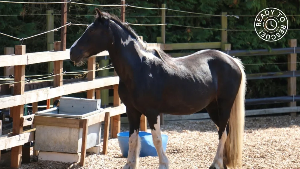 Pansie when she arrived at Redwings