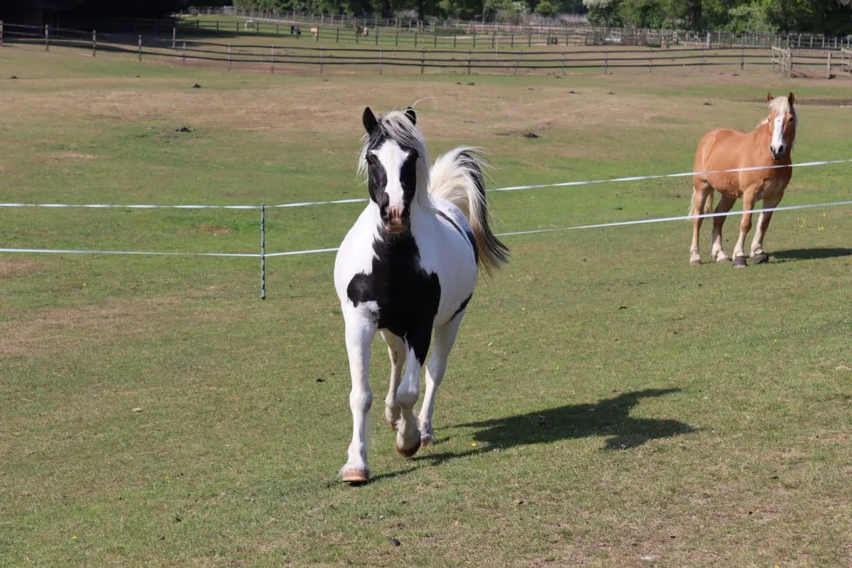 Tom enjoying his first turnout