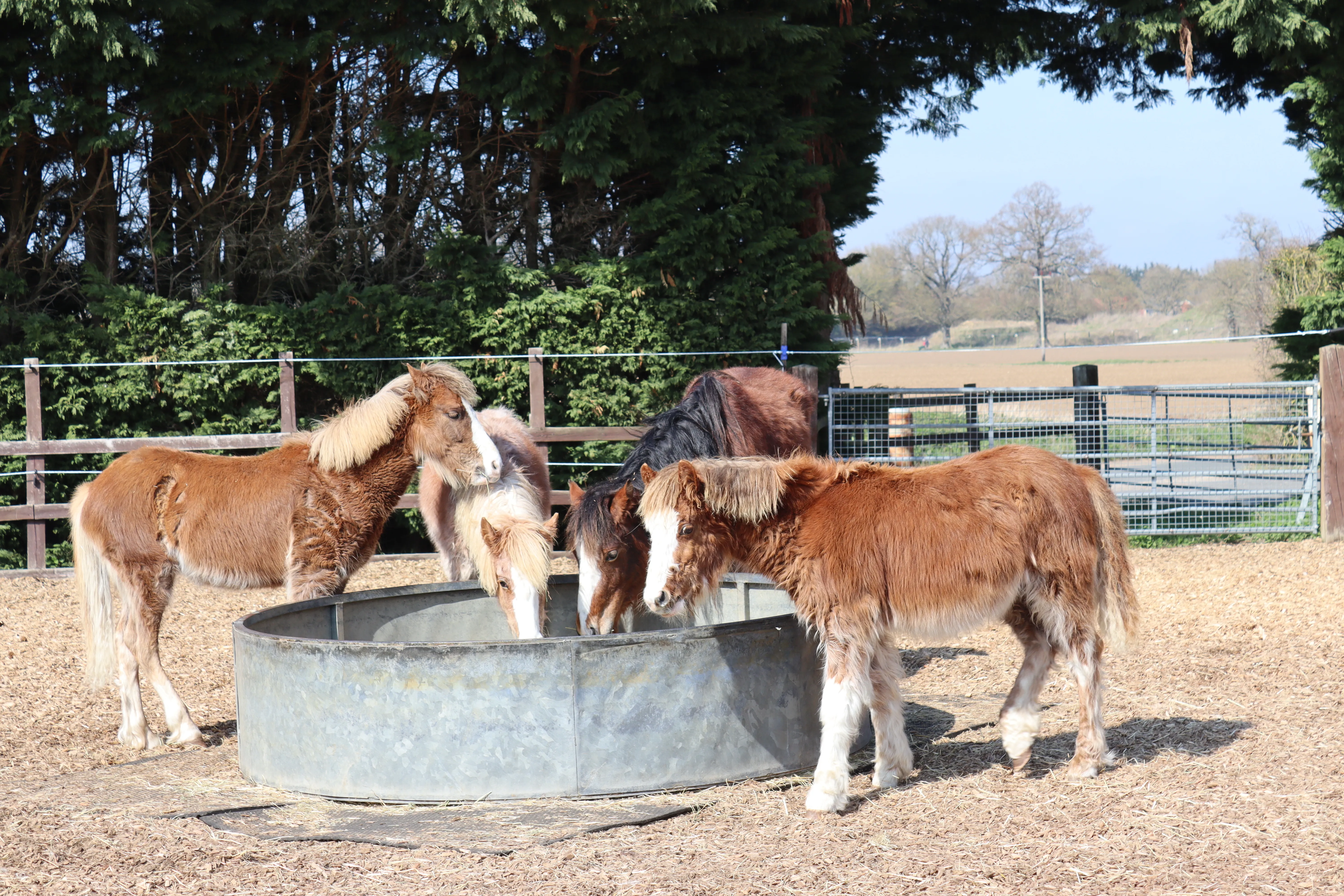Four ponies eating from a hay trough