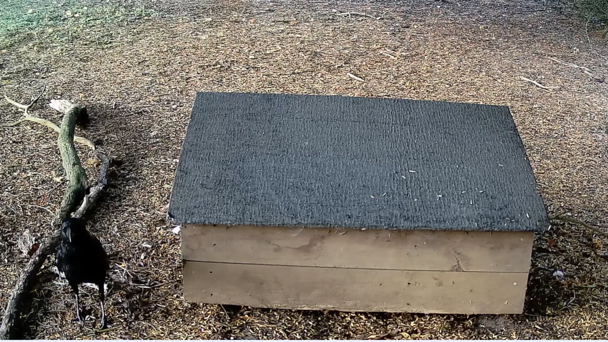 Photo of a hedgehog house with a crow stood beside it