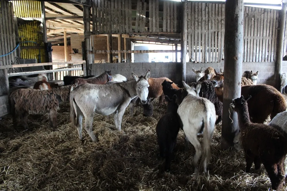 Photo of donkeys inside a barn during the welfare rescue.
