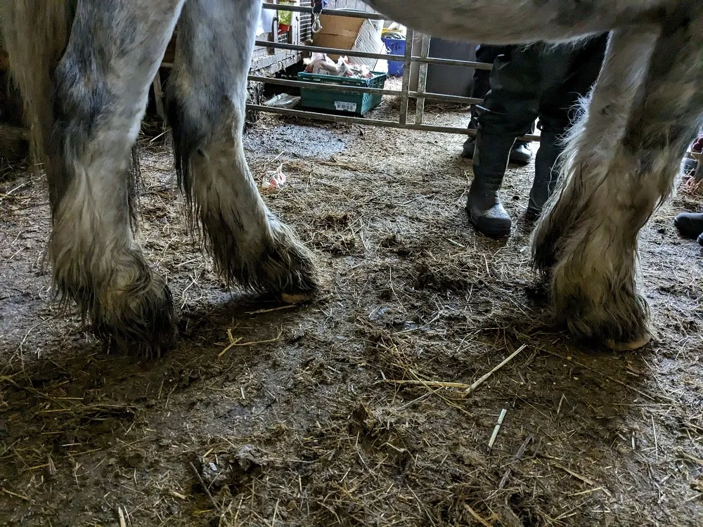 Photo of a horse's overgrown and rotting feet.