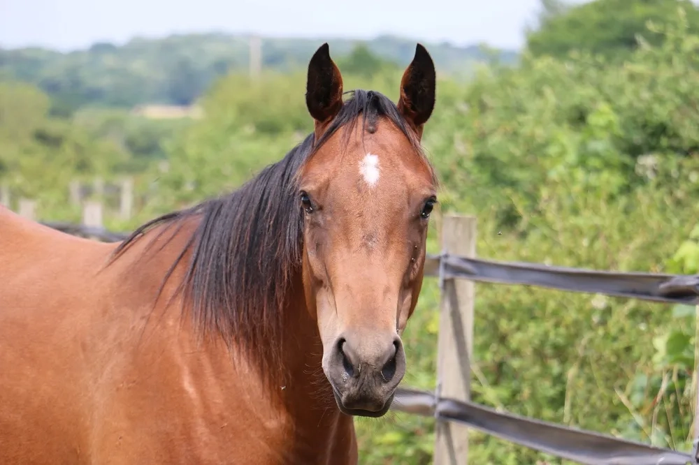 A photo of Glorious now with no visible marks on her face.