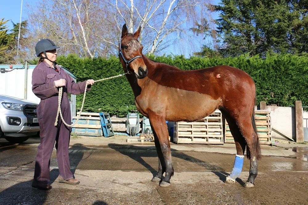 Photo of Glorious the horse stood with a handler, she has wound on her face, rear, and a bandage around her back right leg.