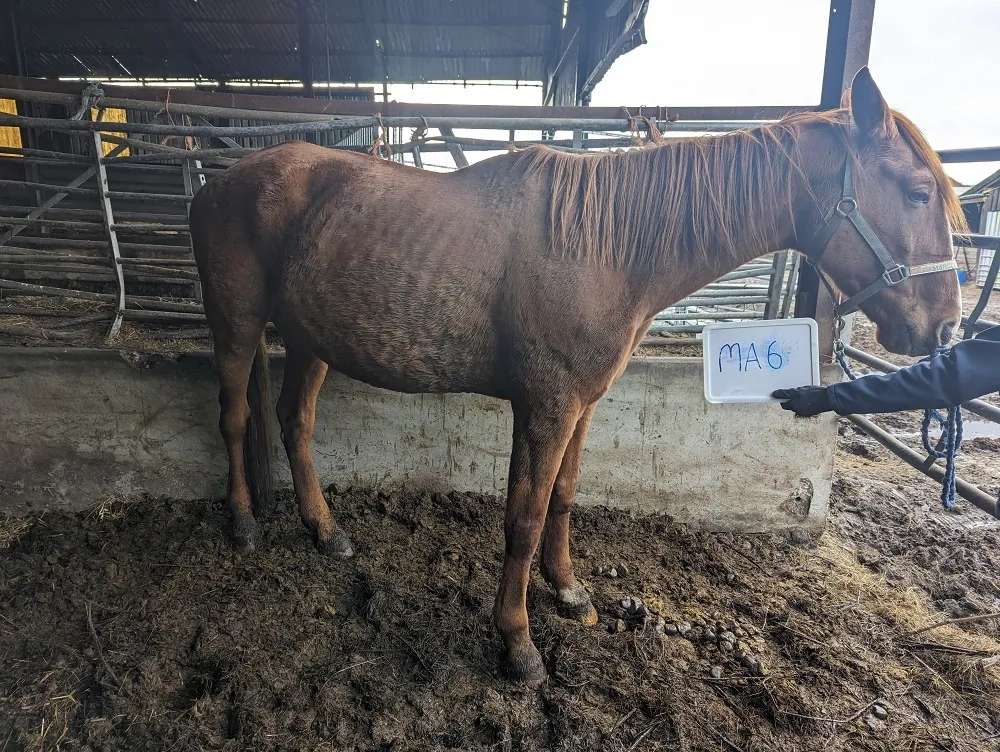 Photo of an underweight horse during the rescue. 
