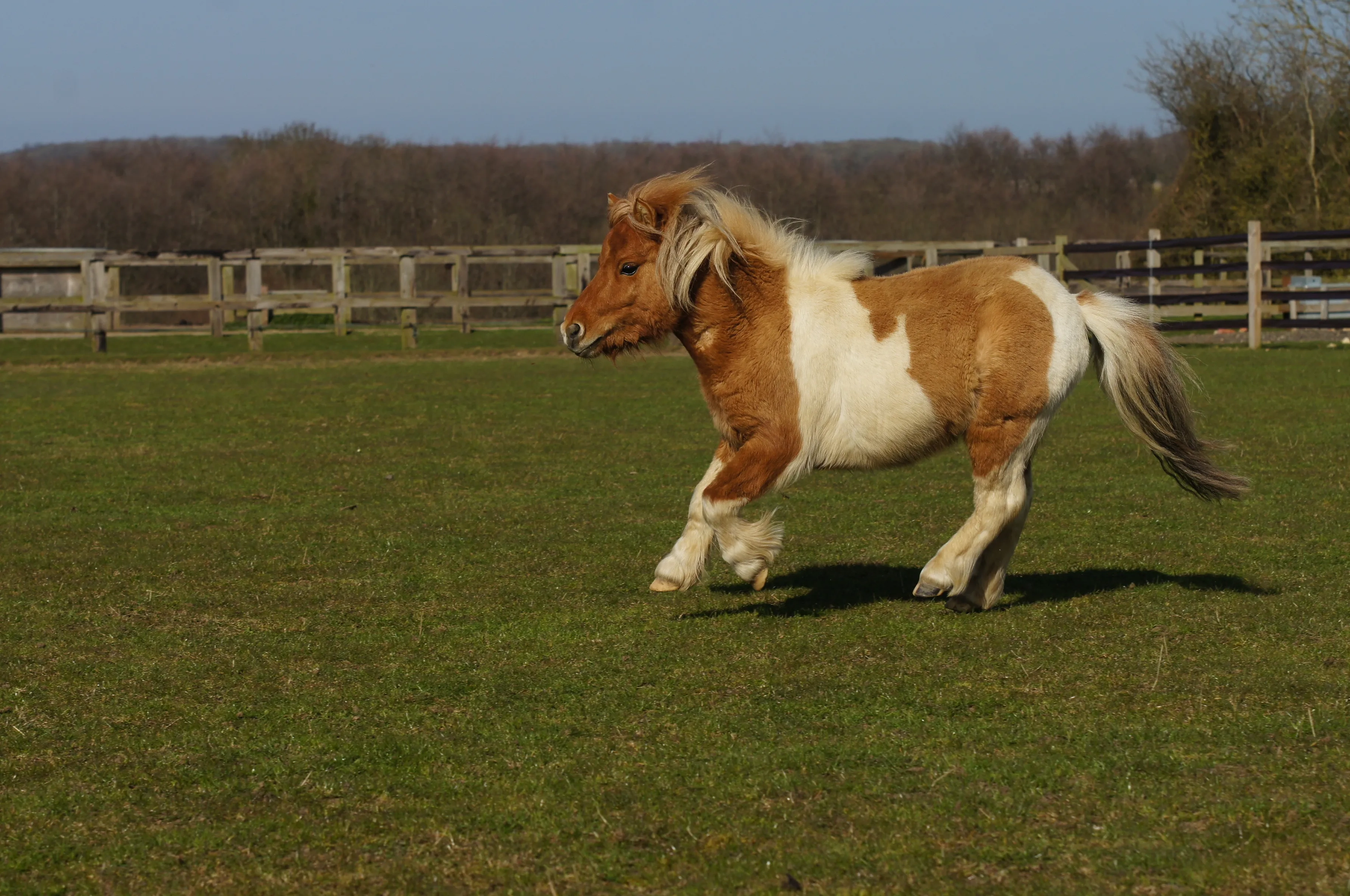 A photo of Shetland pony Baby Face Nelson cantering in a field.