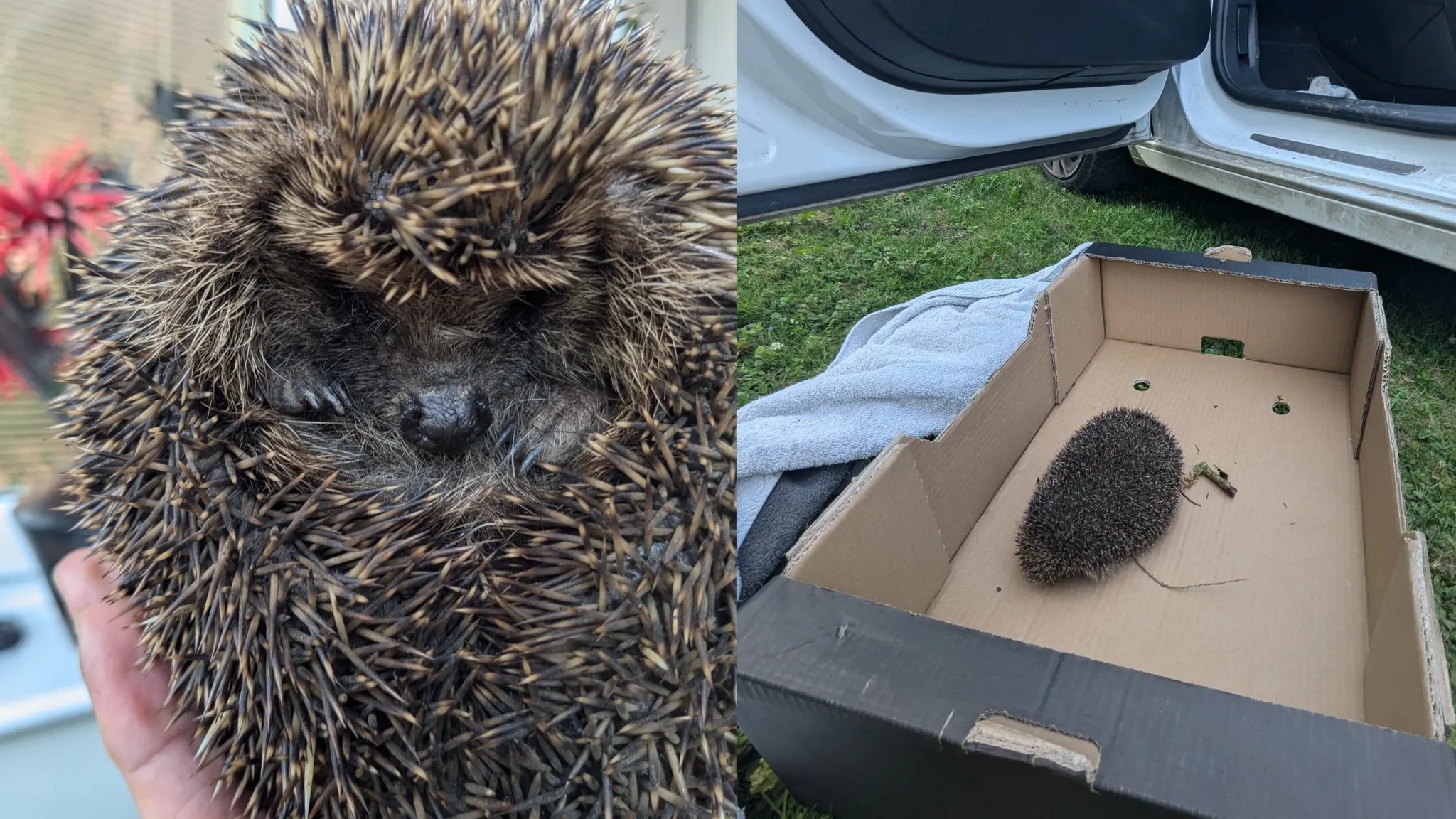 On the left a photo of a hedgehog being held, on the right a photo of a hedgehog in a box.