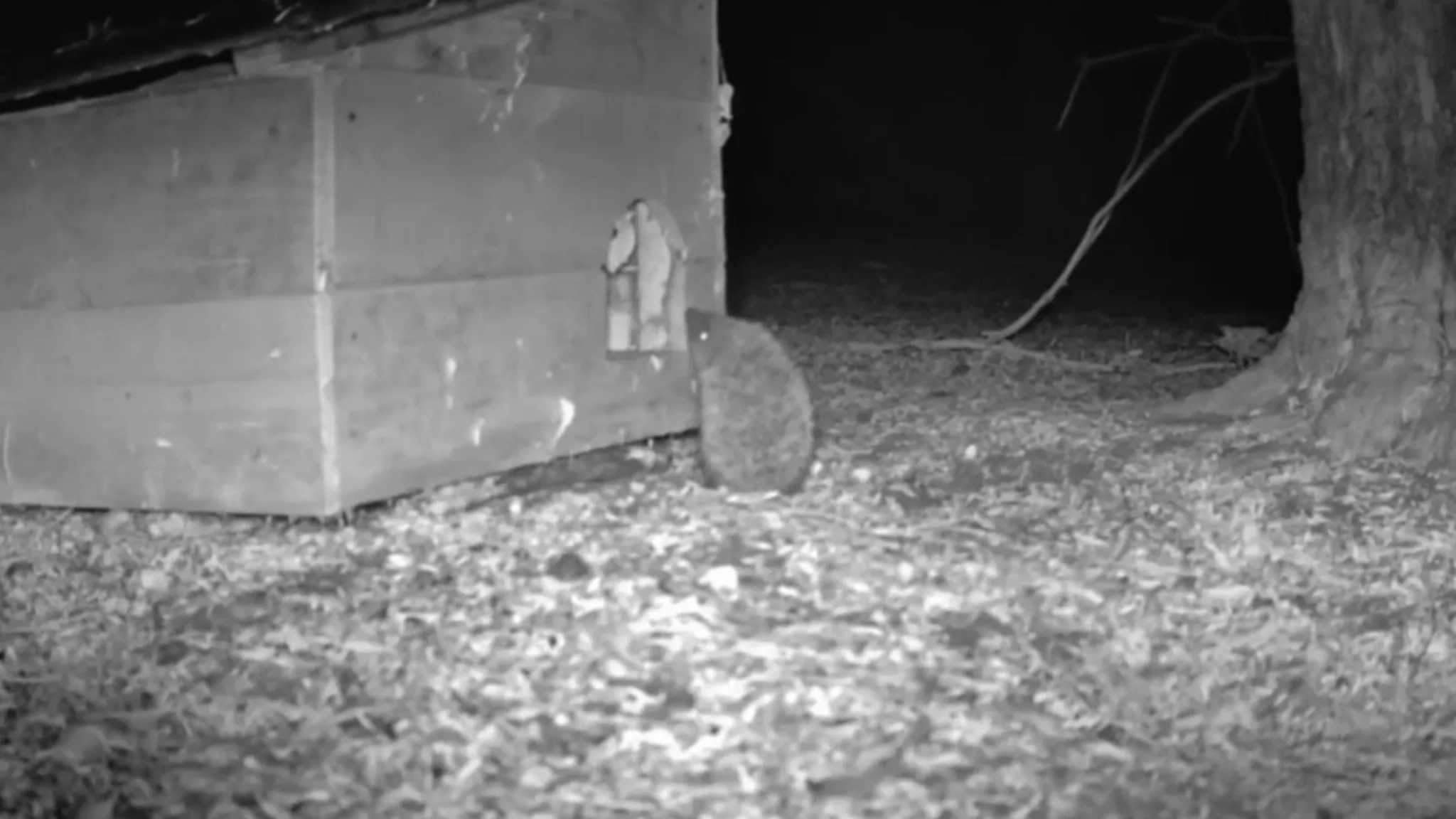 A small hedgehog outside the hedgehog house at night
