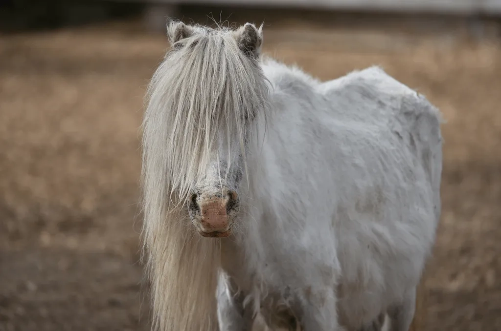 Ready to rescue - Bodmin rescue 