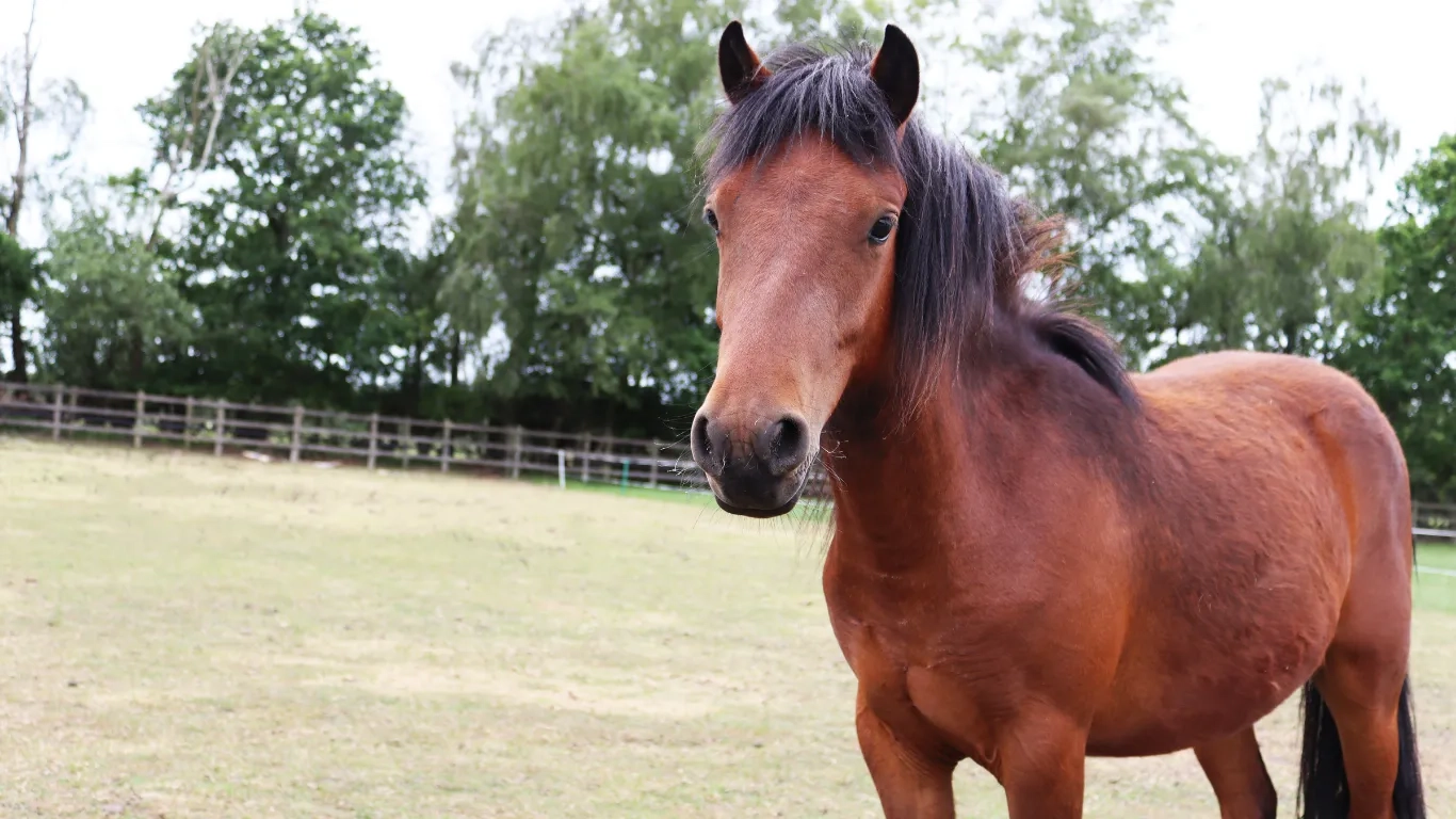 Photo of Dora the pony up close in her field.