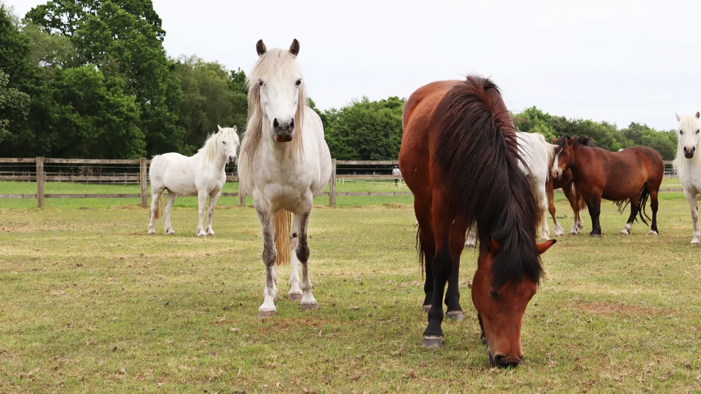 Photo of ponies Dora (right) and Cabilla (left) stood in their field.