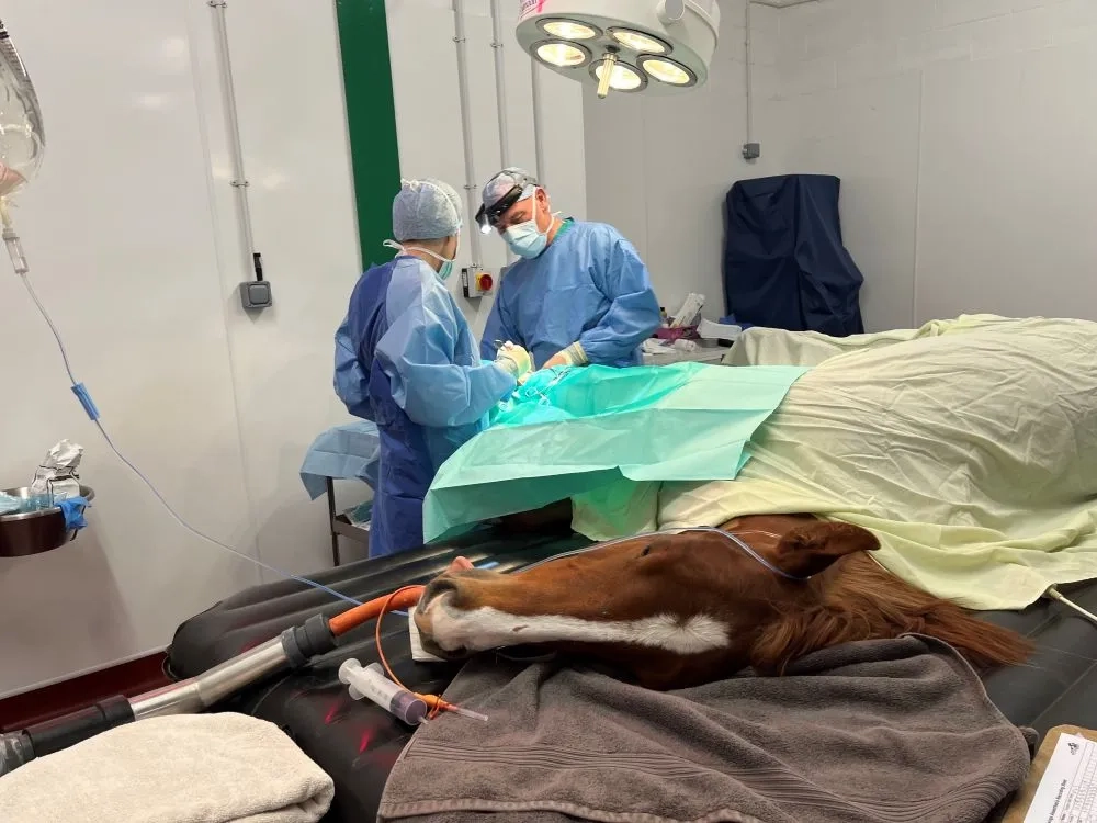 Photo of Echo the horse in surgery with Redwings Vet Nicola Jaris and Rossdales vet Richard Payne.