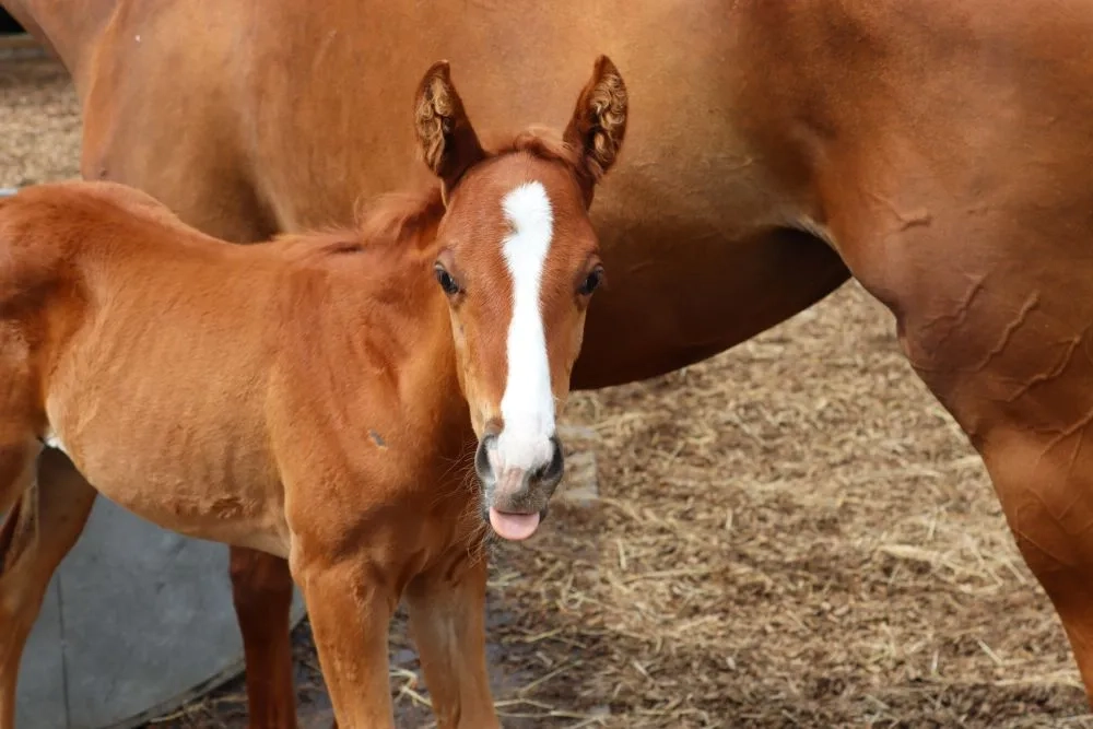 Photo of Echo as a new born foal